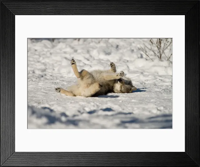 Framed Print : Rolling in the snow Framed Print : Rolling in the snow