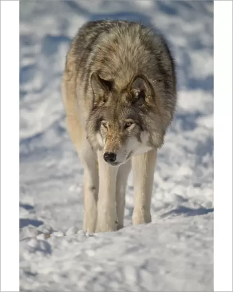 Gray Wolf. A Gray Wolf in the snow