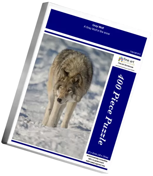 Gray Wolf. A Gray Wolf in the snow