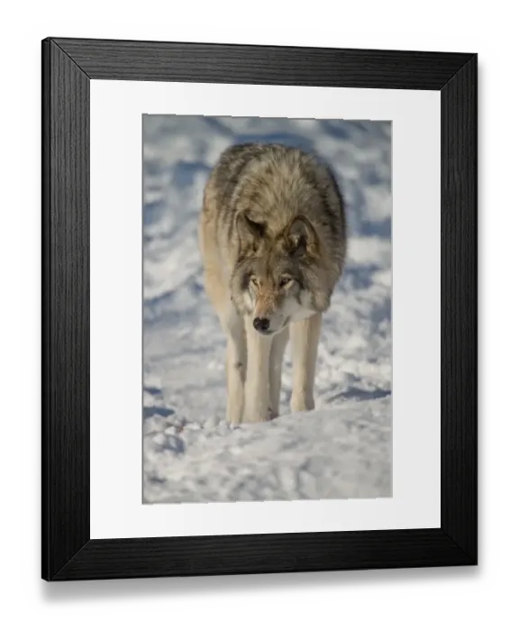 Framed Print : Gray Wolf. A Gray Wolf in the snow Framed Print : Gray Wolf. A Gray Wolf in the snow