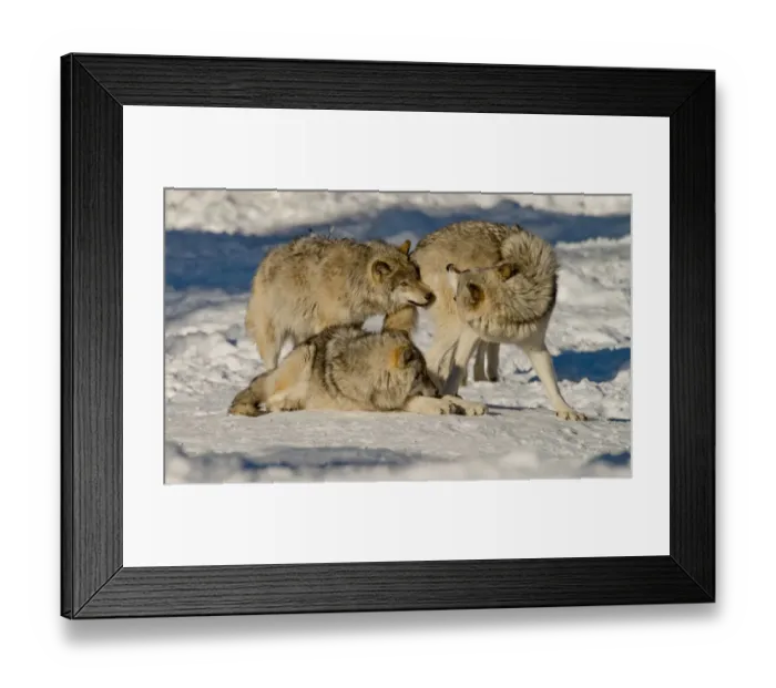 Framed Print : Gray Wolves