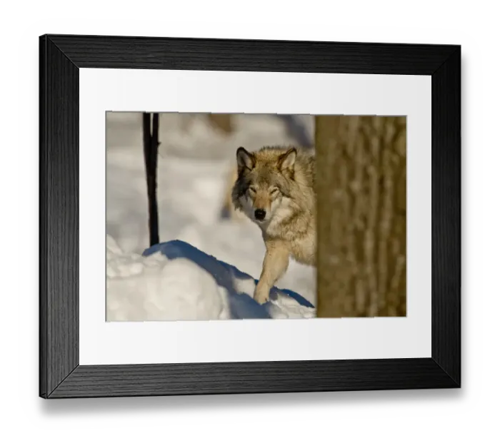 Framed Print : Gray Wolf. A Gray Wolf partially hidden behind a tree