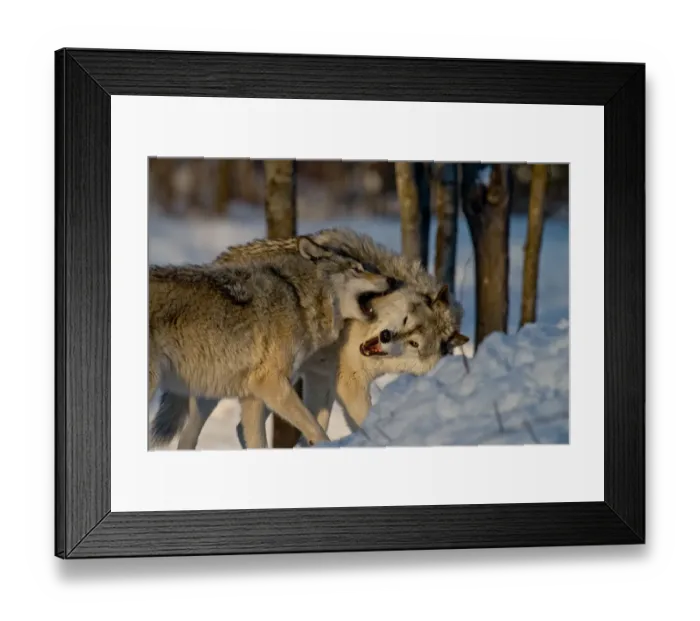 Framed Print : Gray Wolves Framed Print : Gray Wolves