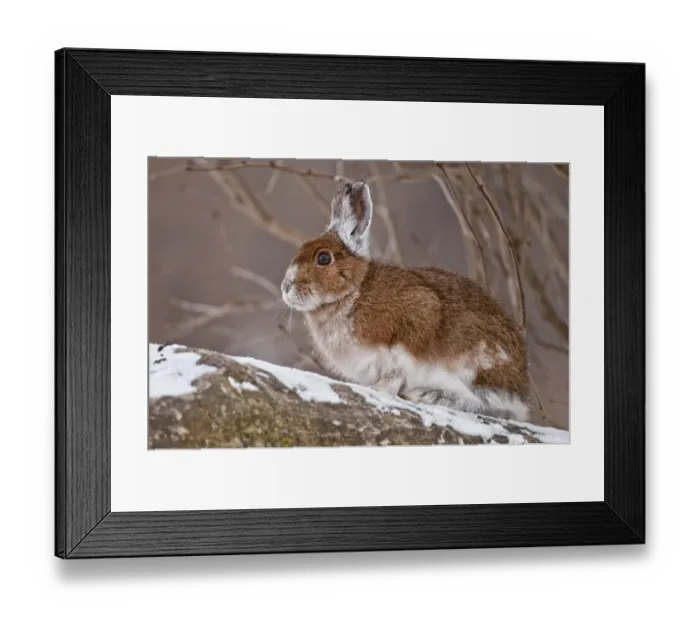 Framed Print : Snowshoe Hare Framed Print : Snowshoe Hare