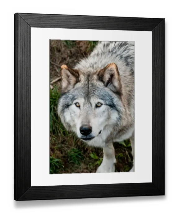 Framed Print : Gray Wolf. A Gray Wolf is looking up and forward Framed Print : Gray Wolf. A Gray Wolf is looking up and forward