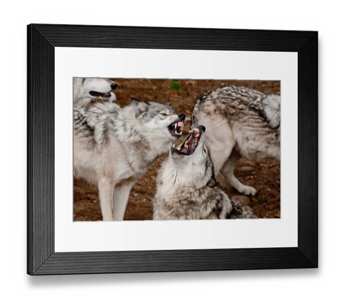 Framed Print : Gray Wolves Framed Print : Gray Wolves