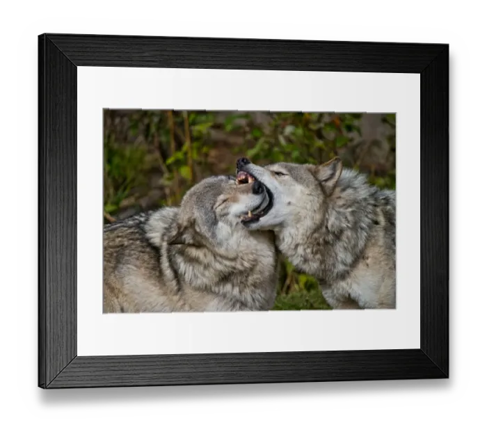Framed Print : Gray Wolves Framed Print : Gray Wolves