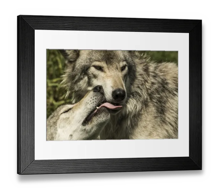 Framed Print : Gray Wolves Framed Print : Gray Wolves