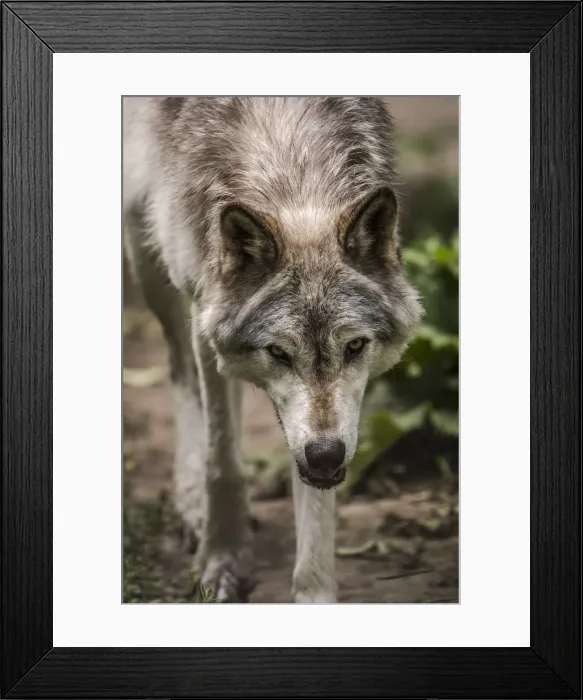 Framed Print : Gray Wolf. A gray wolf is looking directly ahead, with head slightly low Framed Print : Gray Wolf. A gray wolf is looking directly ahead, with head slightly low