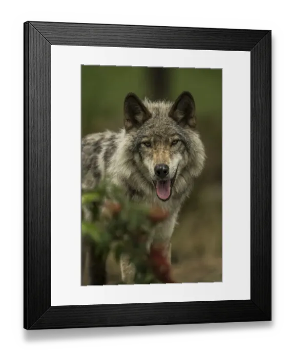 Framed Print : Gray Wolf. A Gray Wolf with its mouth open to keep cool on a hot summer day Framed Print : Gray Wolf. A Gray Wolf with its mouth open to keep cool on a hot summer day