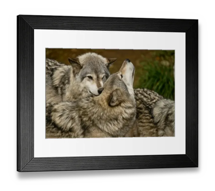Framed Print : Wolf Love. A pair of Gray Wolves are demonstrating the affection they have for each other Framed Print : Wolf Love. A pair of Gray Wolves are demonstrating the affection they have for each other
