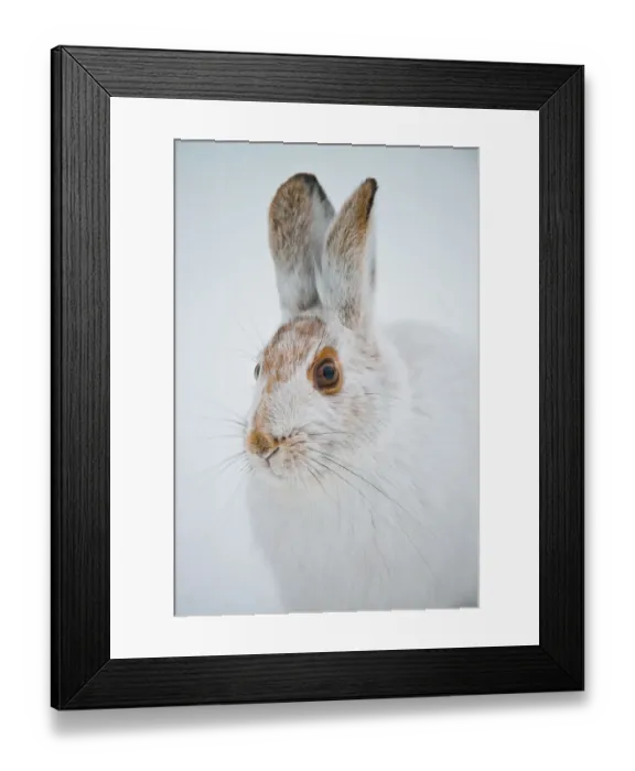 Framed Print : Snowshoe Hare Framed Print : Snowshoe Hare