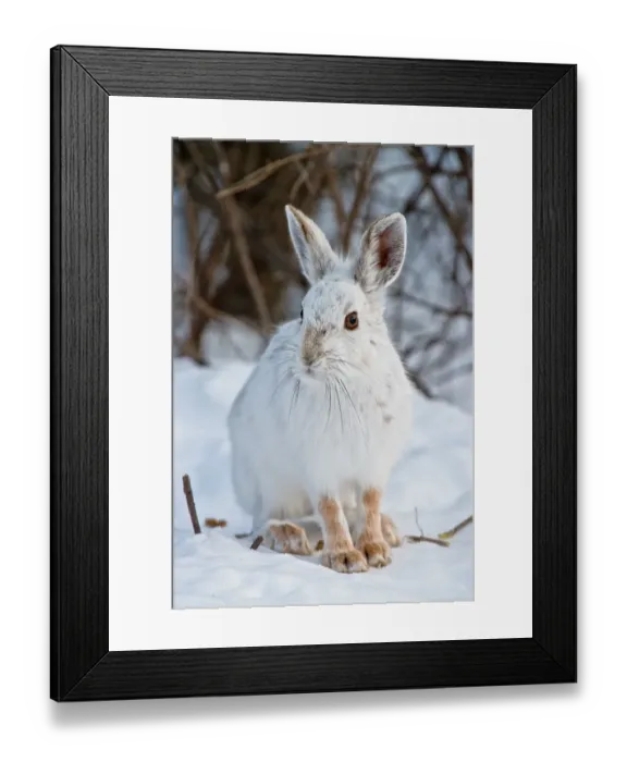 Framed Print : Snowshoe Hare and in snow Framed Print : Snowshoe Hare and in snow