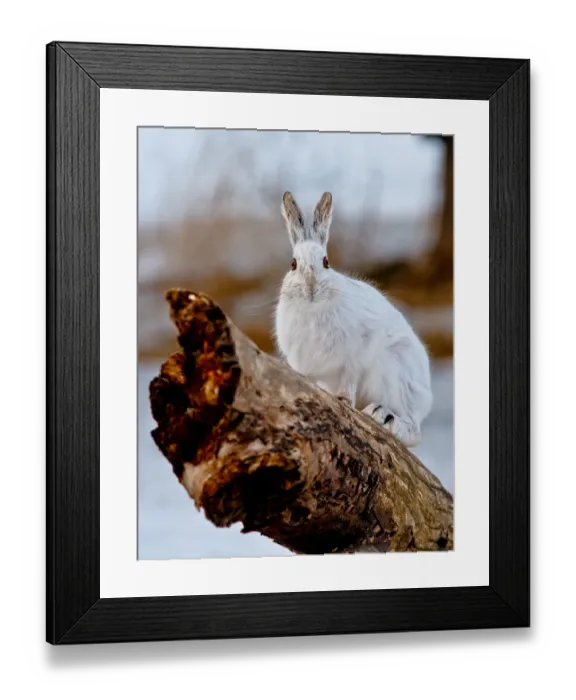 Framed Print : Snowshoe Hare on log Framed Print : Snowshoe Hare on log