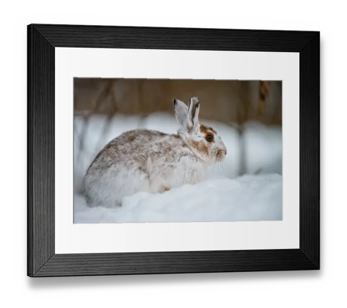 Framed Print : Snowshoe Hare Framed Print : Snowshoe Hare