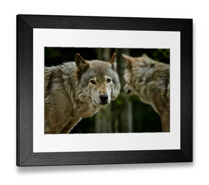 Framed Print : Gray Wolves