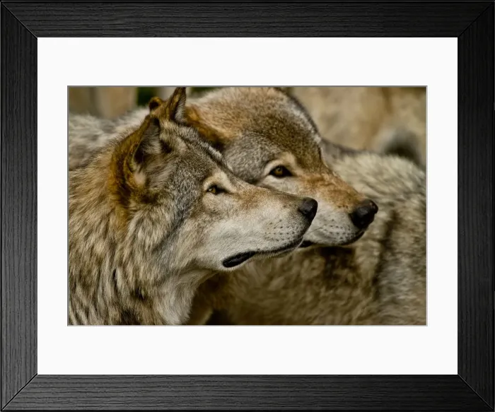 Framed Print : Gray Wolves