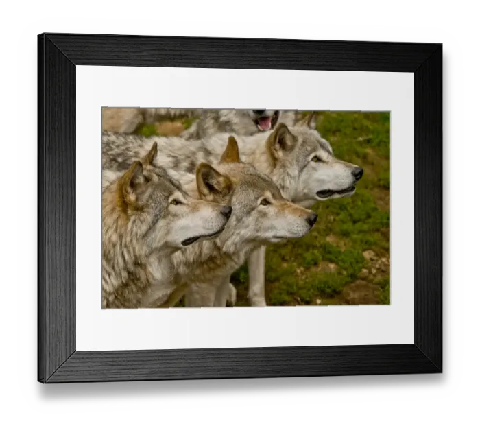 Framed Print : Gray Wolves Framed Print : Gray Wolves
