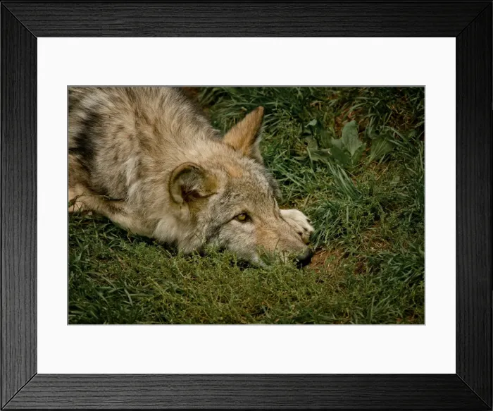 Framed Print : Gray Wolf Pup Framed Print : Gray Wolf Pup