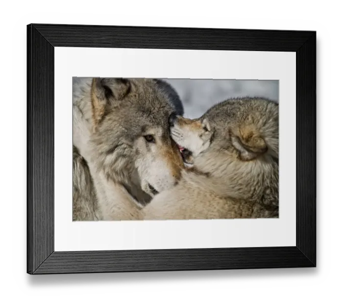 Framed Print : Gray Wolves Framed Print : Gray Wolves