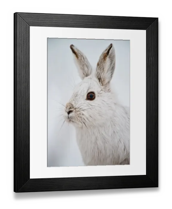 Framed Print : Snowshoe Hare Framed Print : Snowshoe Hare