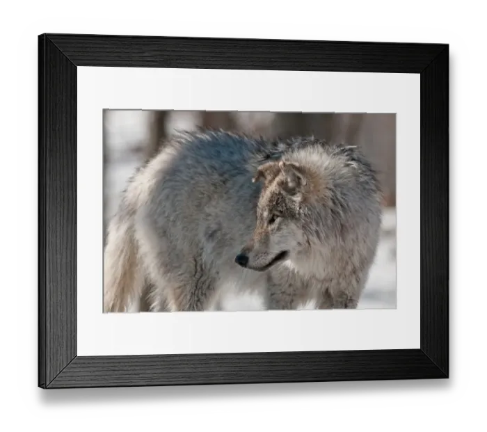 Framed Print : Young Gray Wolf Framed Print : Young Gray Wolf