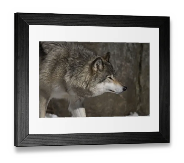 Framed Print : Gray Wolf. A Gray Wolf is standing in front of a rock wall Framed Print : Gray Wolf. A Gray Wolf is standing in front of a rock wall