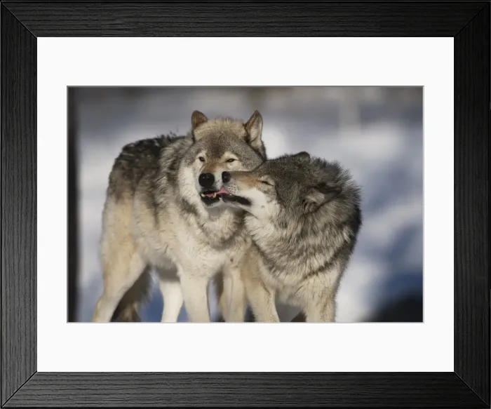 Framed Print : Gray Wolves