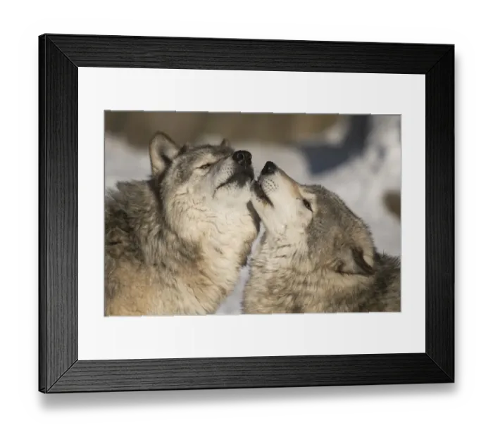 Framed Print : Gray Wolves Framed Print : Gray Wolves