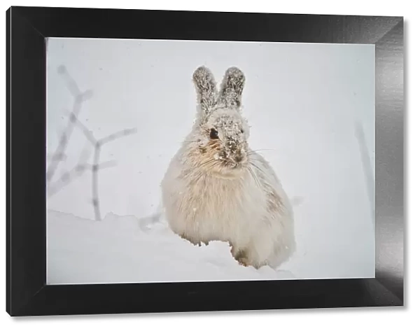 Snowshoe Hare in the snow