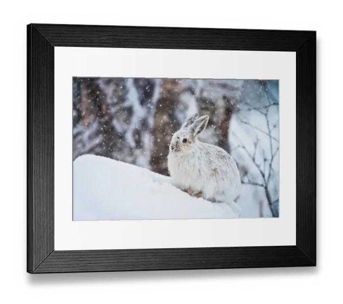 Framed Print : Snowshoe Hare Framed Print : Snowshoe Hare