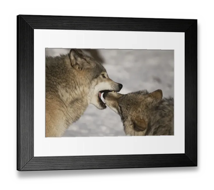 Framed Print : Gray Wolves Framed Print : Gray Wolves