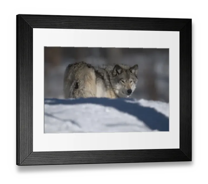 Framed Print : Gray Wolf In Winter Framed Print : Gray Wolf In Winter