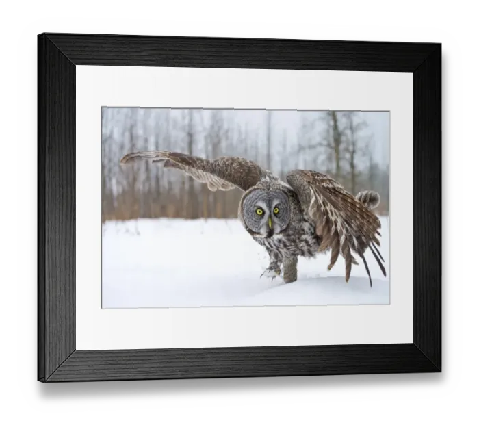 Framed Print : Great Gray Owl Framed Print : Great Gray Owl