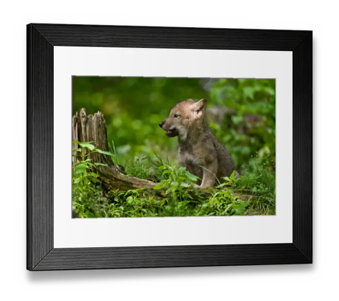 Framed Print : Wolf pup. A very young gray wolf pup sits in the grass Framed Print : Wolf pup. A very young gray wolf pup sits in the grass