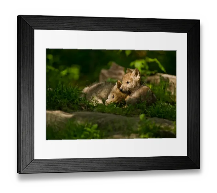 Framed Print : Puppy love Framed Print : Puppy love