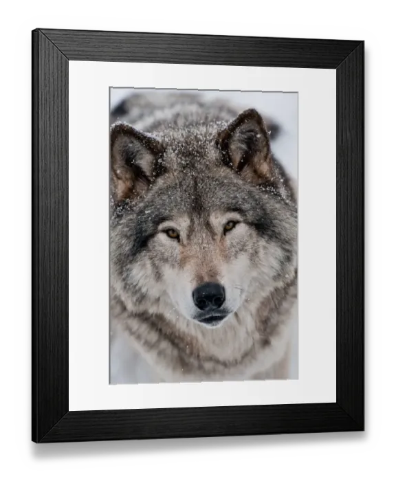 Framed Print : Gray wolf. A portrait photograph of a gray or timber wolf looking straight to camera Framed Print : Gray wolf. A portrait photograph of a gray or timber wolf looking straight to camera
