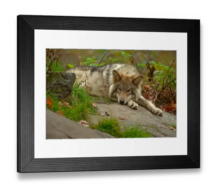 Framed Print : Taking It Easy Framed Print : Taking It Easy