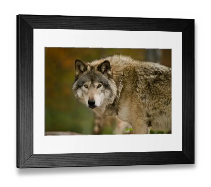 Framed Print : Gray wolf. Michael Cummings, 593711917 Framed Print : Gray wolf. Michael Cummings, 593711917