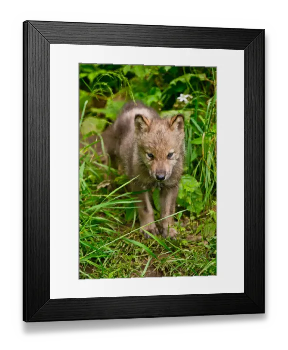 Framed Print : Gray wolf pup Framed Print : Gray wolf pup