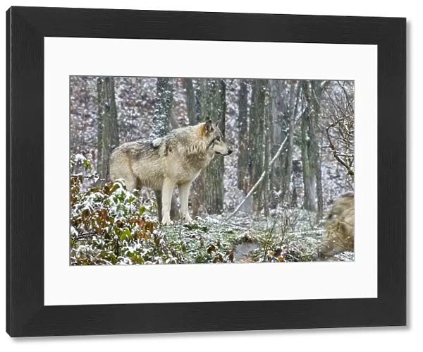 Eastern Gray Wolf In Winter