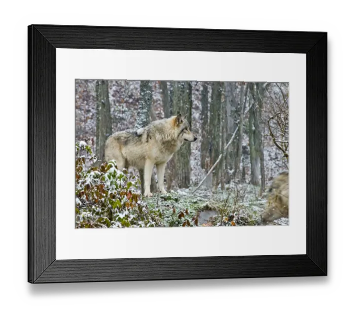 Framed Print : Eastern Gray Wolf In Winter