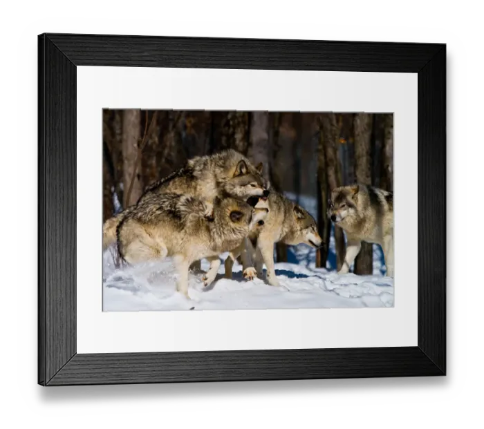 Framed Print : Family Dispute Framed Print : Family Dispute