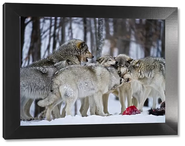Wolf Pack. A pack of Eastern Gray Wolves or Timber Wolves are playing around a kill