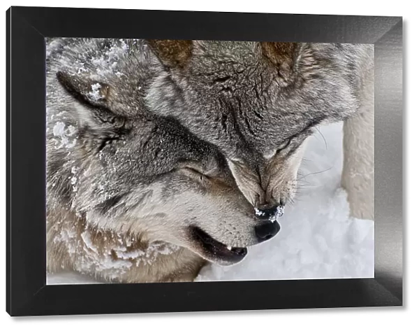 Wolf love. Two eastern gray wolves are showing their affection for one another