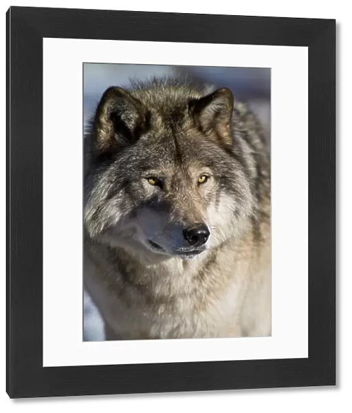 Timber Wolf Portrait