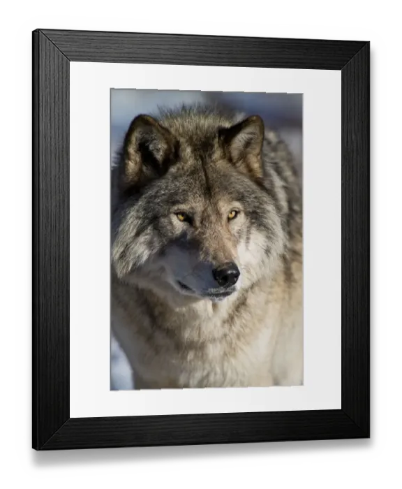 Framed Print : Timber Wolf Portrait
