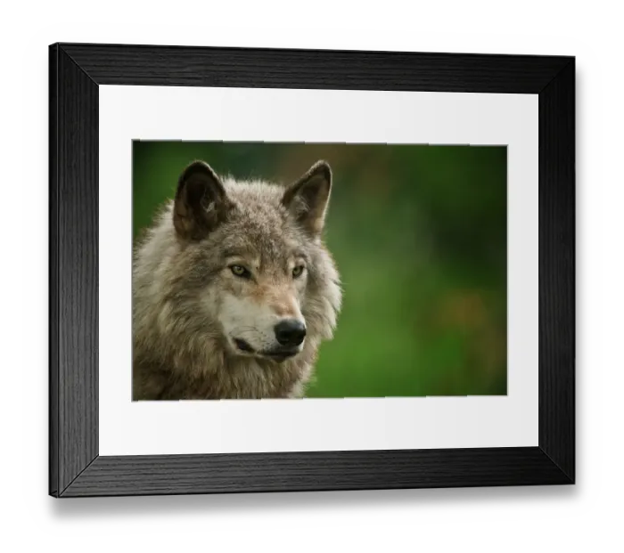 Framed Print : Gray Wolf. Portrait photograph of an Eastern Gray Wolf or Timber Wolf with Framed Print : Gray Wolf. Portrait photograph of an Eastern Gray Wolf or Timber Wolf with