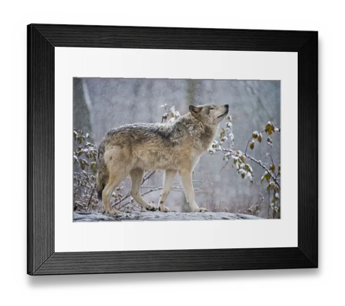 Framed Print : Easter gray wolf In winter