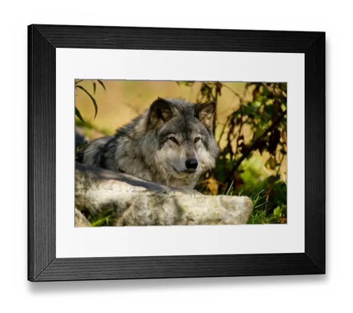Framed Print : Eastern gray wolf Framed Print : Eastern gray wolf